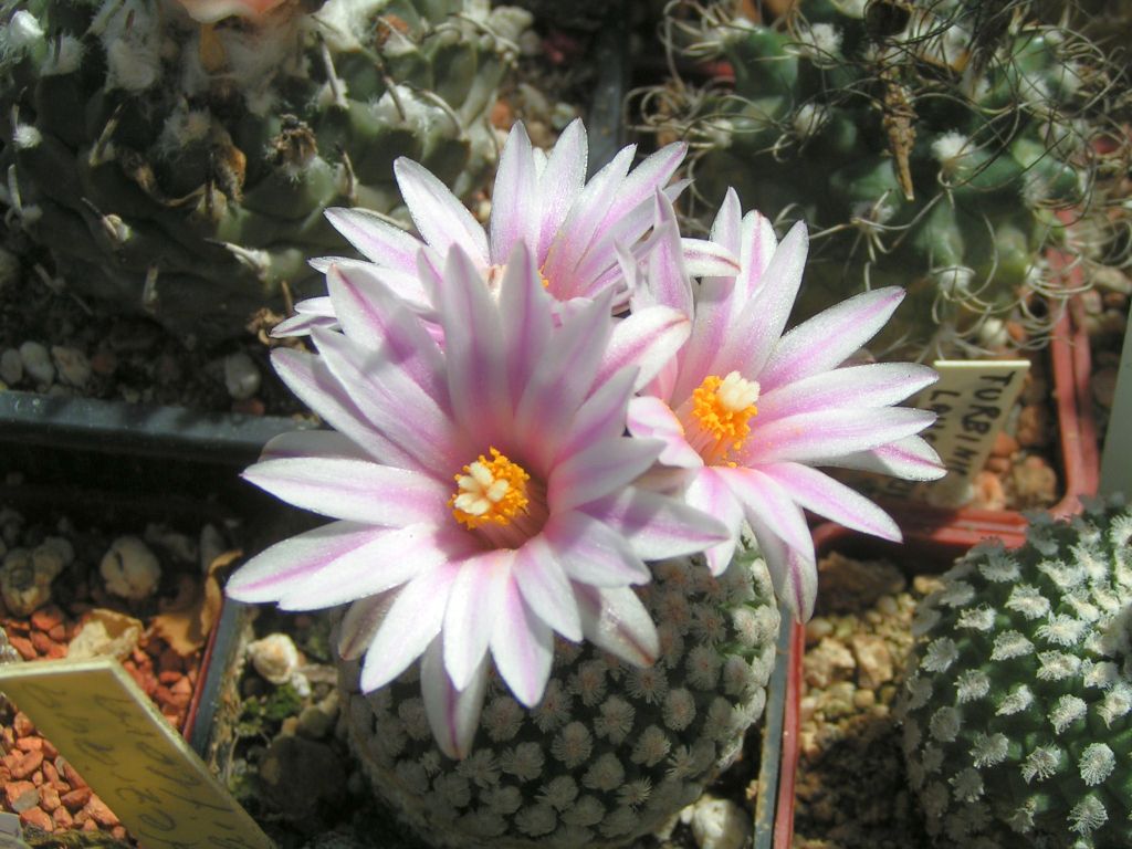 Turbinicarpus valdezianus v. albiflorus